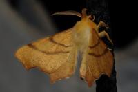 Ennomos erosaria