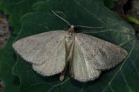 Pachycnemia tibiaria