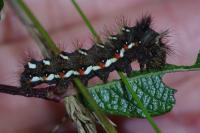 Acronicta rumicis