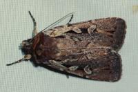 Xestia agathina
