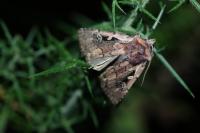 Xestia agathina