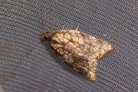 Acleris rhombana