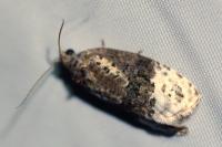 Apotomis betuletana