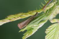 Agriphila straminella