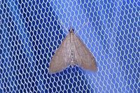 Anania terrealis