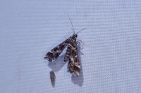 Diasemiopsis ramburialis