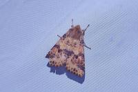Cirrhia icteritia