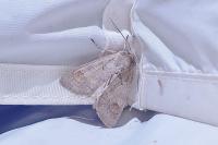 Ammoconia caecimacula