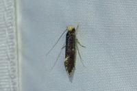 Monopis laevigella