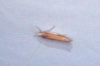 Ypsolopha parenthesella