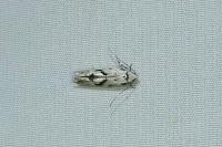 Stenolechia gemmella