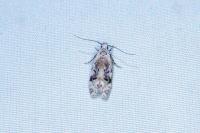 Altenia scriptella