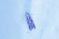 Anarsia innoxiella
