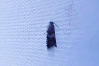 Strophedra nitidana