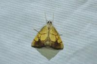 Evergestis limbata