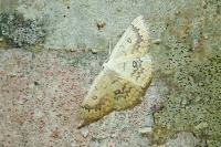 Cyclophora annularia