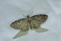 Eupithecia virgaureata