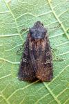 Aporophyla lueneburgensis