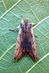 Lithophane semibrunnea