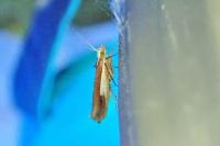 Ypsolopha parenthesella