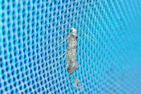 Paraswammerdamia albicapitella