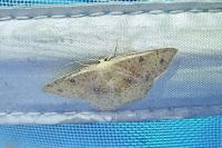 Cyclophora porata