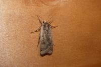 Noctua pronuba
