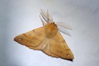 Colotois pennaria