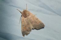 Cirrhia ocellaris
