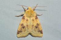Cirrhia icteritia