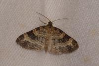 Pterapherapteryx sexalata