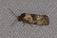 Cochylis molliculana