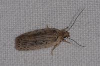 Agonopterix putridella