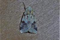 Cirrhia icteritia