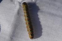 Phalera bucephala