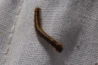 Lasiocampa quercus