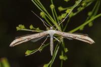 Emmelina argoteles/monodactyla