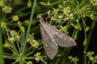 Mecyna asinalis