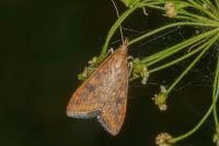 Udea ferrugalis