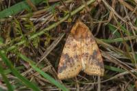Cirrhia icteritia