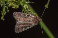 Xestia agathina