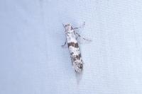 Scythropia crataegella