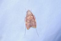 Carcina quercana