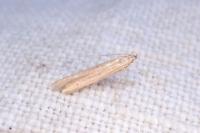 Batrachedra parvulipunctella