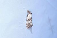 Cochylis molliculana