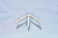Adaina microdactyla