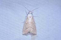 Calamotropha paludella