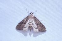 Parapoynx stratiotata