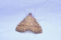 Anania verbascalis