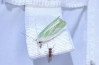 Earias clorana